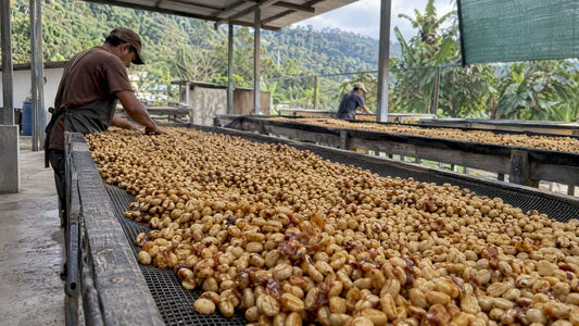 What Is Honey Processed Coffee? A Plain-English Guide - The J Coffee Collection