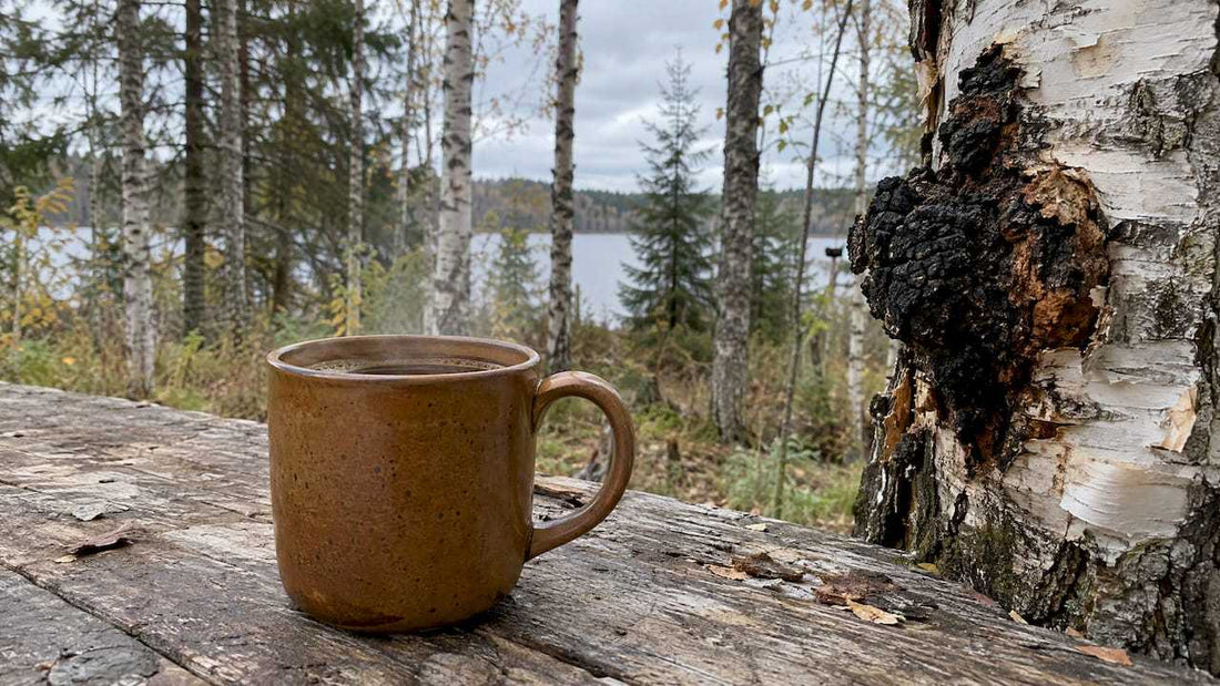 Chaga Coffee Benefits: What the Science Supports - The J Coffee Collection